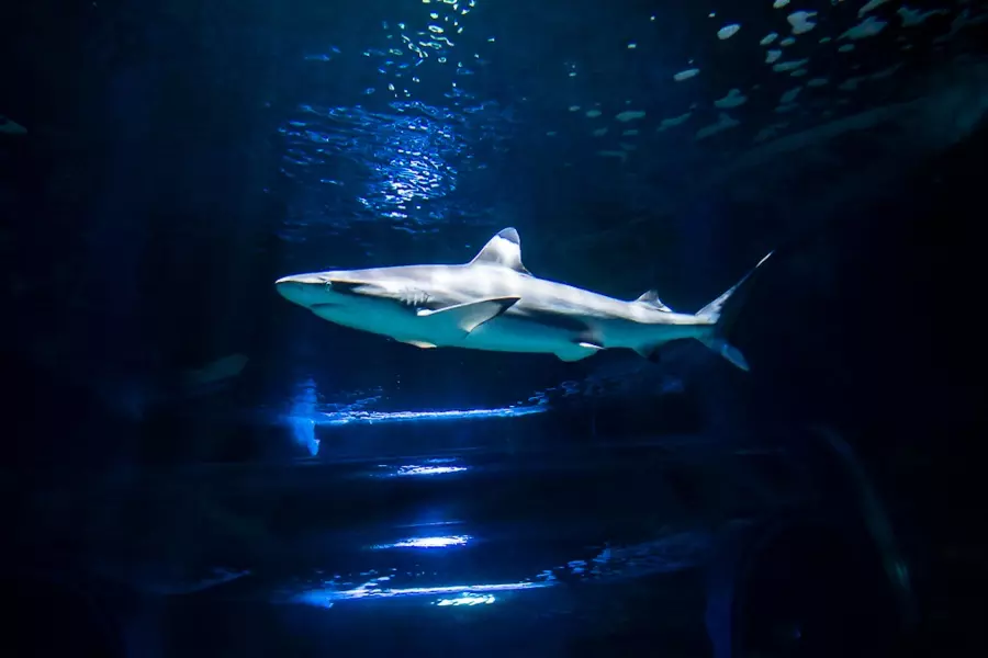 swim-with-sharks-in-lanzarote_4